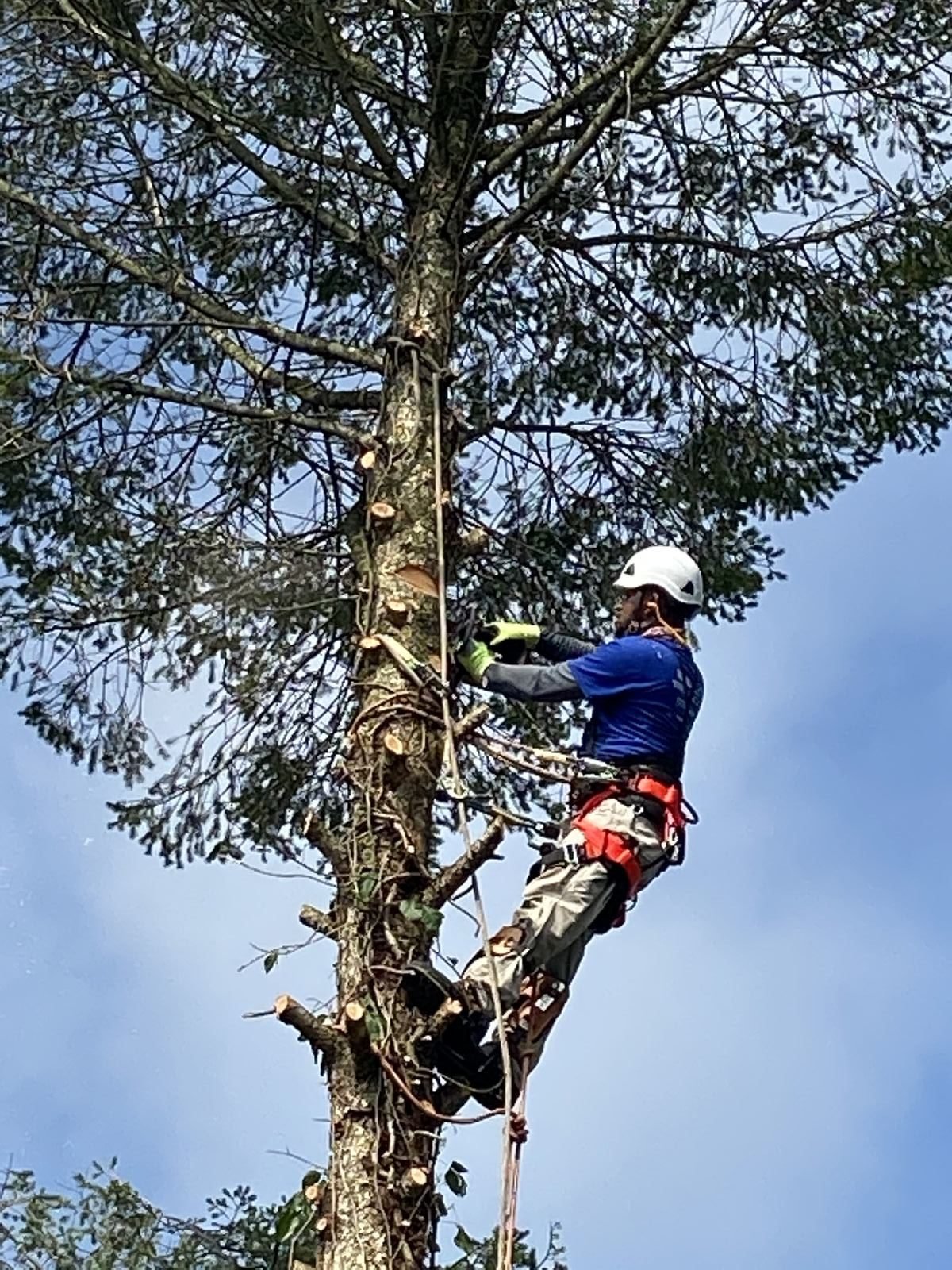 Crew trimming and pruning a tree in Northampton, Pennsylvania